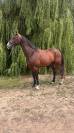 Hongre 7 ans par Qlassic Bois Margot