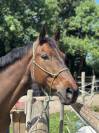 Hongre Zangersheide de 7 ans 