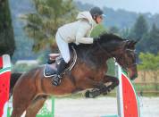 Hongre Zangersheide de 7 ans 