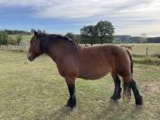 JUMENT DE TRAIT ARDENNAISE PLEINE