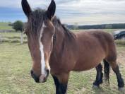 JUMENT DE TRAIT ARDENNAISE PLEINE