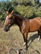 Cavallo in vendita 
