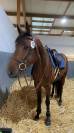 &Agrave; vendre hongre 3 ans SF
