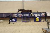 &Agrave; vendre hongre 3 ans SF
