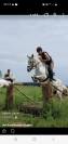Vends poney de 16 mois
