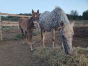 Vends poney de 16 mois