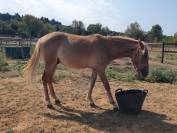 Vends poney de 16 mois
