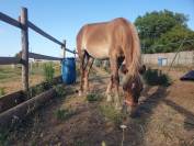 Vends poney de 16 mois