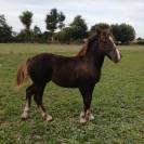 Pouliche postier breton