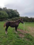 Pouliche postier breton
