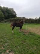 Pouliche postier breton