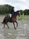 Welsh cob - ponette