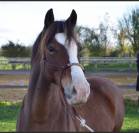 Welsh cob - ponette