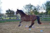 Welsh cob - ponette