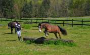 Welsh cob - ponette