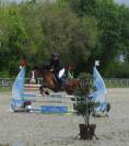 Welsh cob - ponette
