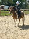 JERRY Poney c 