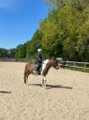 JERRY Poney c 