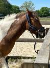 JERRY Poney c 