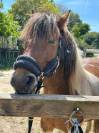 JERRY Poney c 