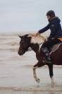 Poney bai pie hongre