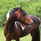 Poney bai pie hongre