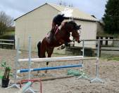 Poney bai pie hongre