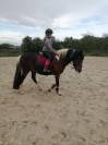 Poney bai pie hongre