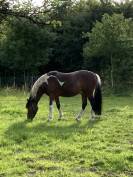 Poney bai pie hongre