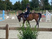 vendita/noleggio cavallo da salto 12 y.o