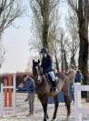 vendita/noleggio cavallo da salto 12 y.o