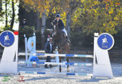 vendita/noleggio cavallo da salto 12 y.o