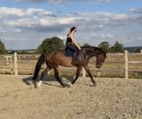 &Agrave; vendre, cheval SBS de 5ans 