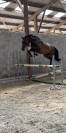 &Agrave; vendre, cheval SBS de 5ans 