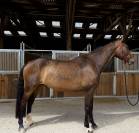 &Agrave; vendre, cheval SBS de 5ans 