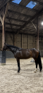 &Agrave; vendre, cheval SBS de 5ans 