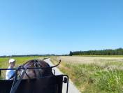 Coche enganches - Calesa  Buggy de docteur 