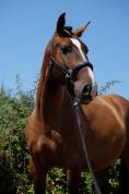 lusitanien onc 5ans