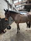 Poney hongre ONC &ndash; 13 ans