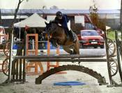 Poney hongre ONC &ndash; 13 ans