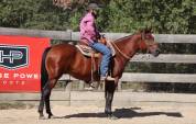 Hongre Quarter Horse Fondation 5 ans 