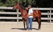 Hongre Quarter Horse Fondation 5 ans 
