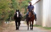 Hongre Quarter Horse Fondation 5 ans 