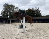Hongre 7 ans facile selle fran&ccedil;ais top amateur ou pro 