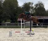 Hongre 7 ans facile selle fran&ccedil;ais top amateur ou pro 