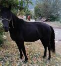 Cavalla nera per principianti