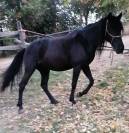 Cavalla nera per principianti