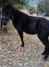 Cavalla nera per principianti