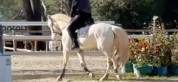 Magnifique ponette cr&egrave;me Connemara 5 ans CSO