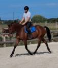 Vend hongre 4 ans